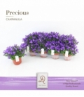 Campanula