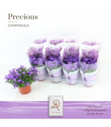 Campanula