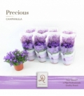 Campanula