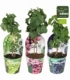 Vitis
