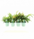 Fern
