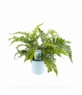 Polystichum