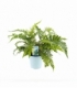 Polystichum