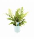 Dryopteris