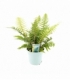 Dryopteris