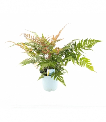 Dryopteris