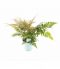 Dryopteris