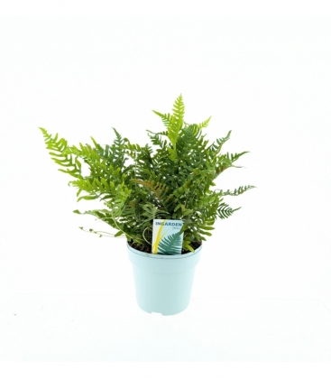 Polypodium