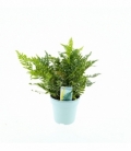Polypodium