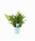 Polypodium