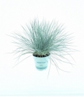 Festuca