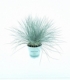 Festuca