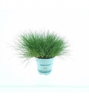 Festuca