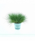 Festuca