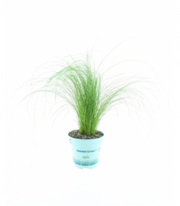 Stipa