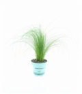 Stipa
