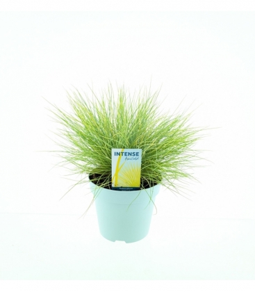Festuca