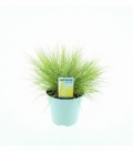 Festuca