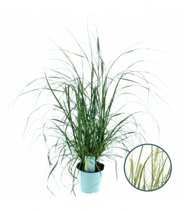 Pennisetum