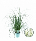 Pennisetum