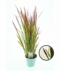 Imperata