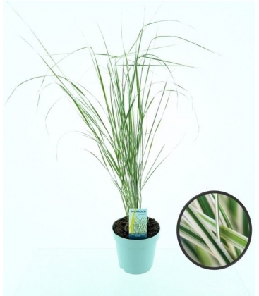 Calamagrostis