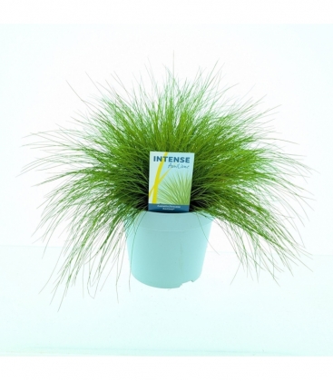 Deschampsia