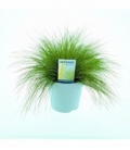 Deschampsia