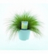 Deschampsia