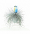 Festuca