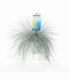 Festuca