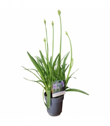 Agapanthus