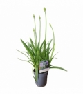 Agapanthus