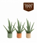 Aloe