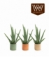 Aloe