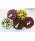 Chrysanthemum
