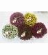 Chrysanthemum