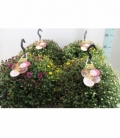 Chrysanthemum
