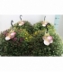Chrysanthemum