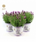 Lavandula
