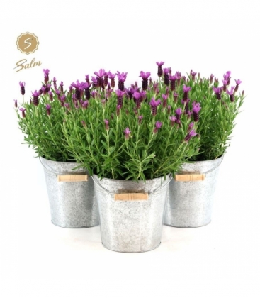 Lavandula