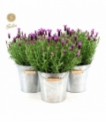 Lavandula