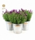 Lavandula