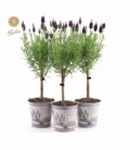 Lavandula