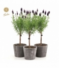 Lavandula