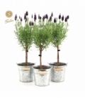 Lavandula