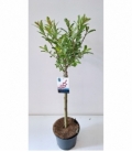 Salix