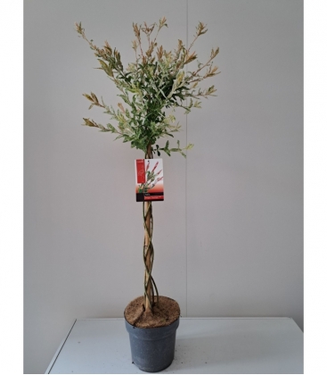 Salix