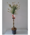 Salix