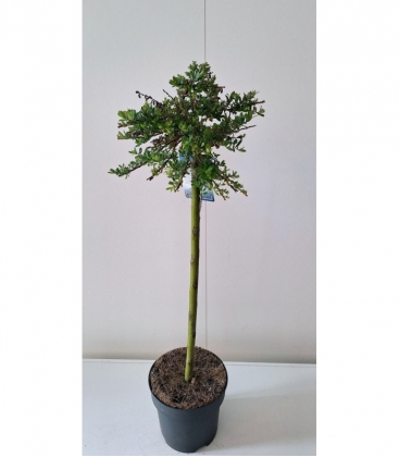 Salix